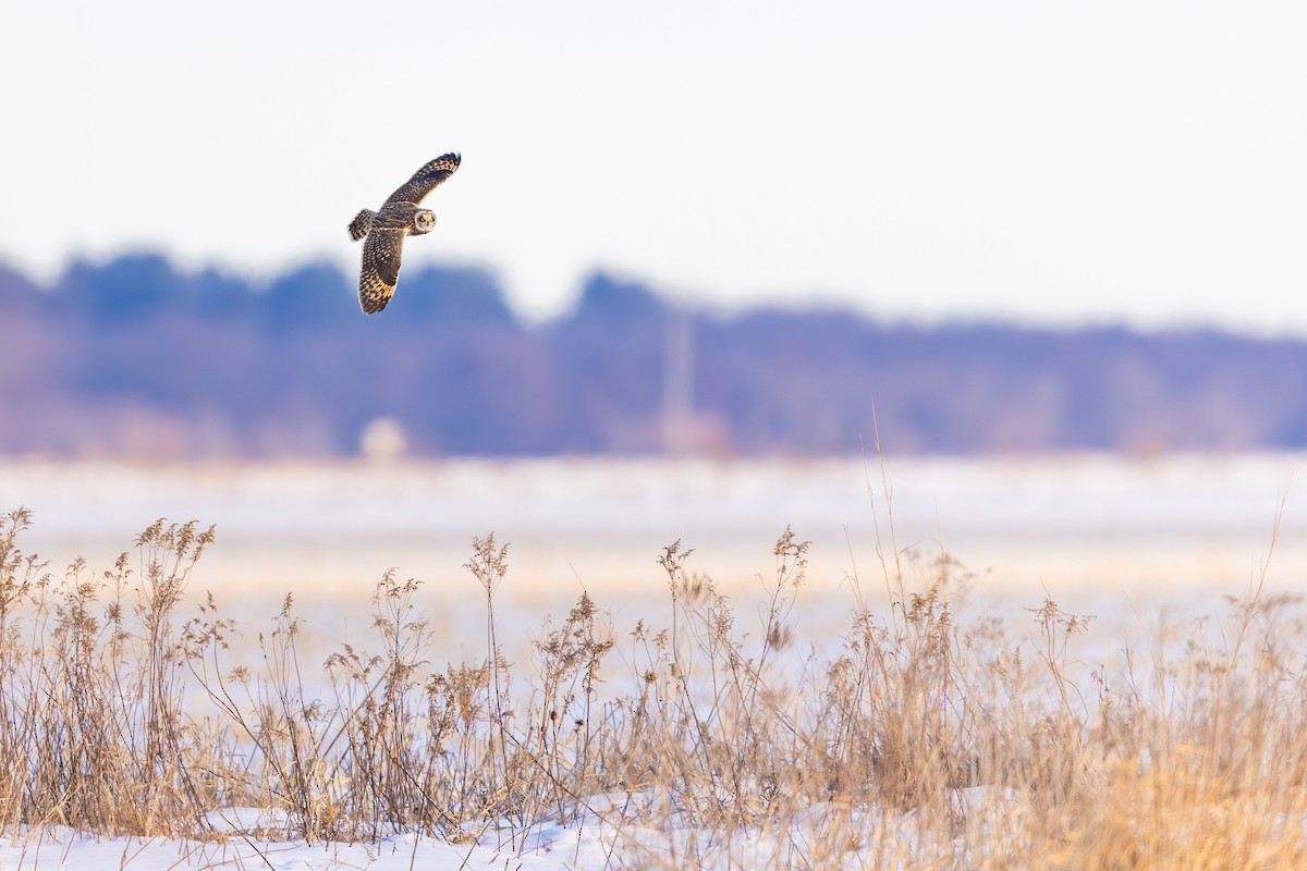 kalous pustovka - ML646710024