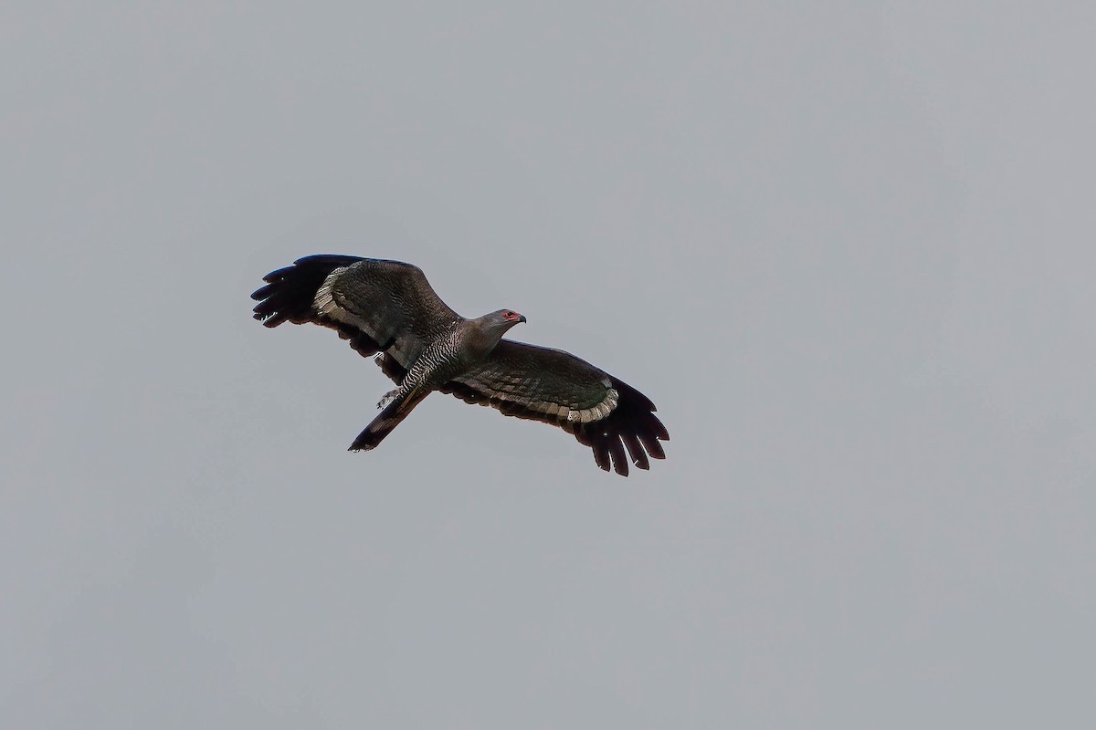 Африканский лунёвый ястреб - ML646710032