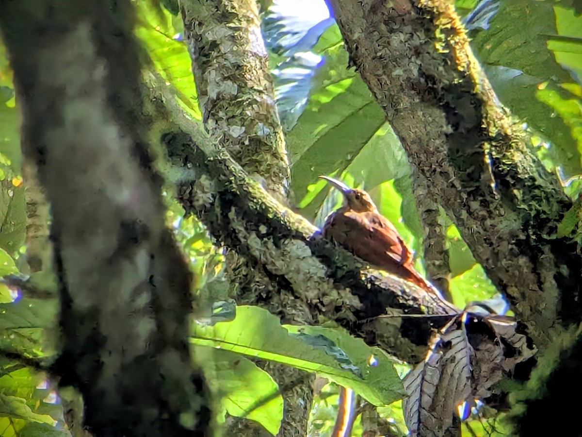 ハシブトオニキバシリ - ML646710033