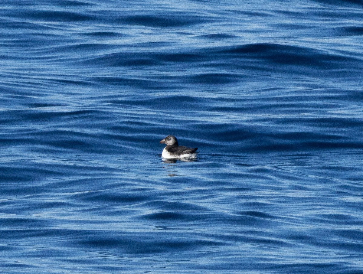 Atlantic Puffin - ML646710034