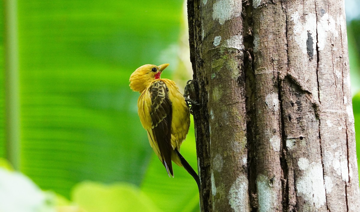 オボロテンニョゲラ - ML646710036