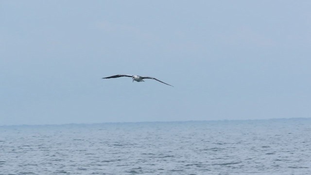 Northern Gannet - ML646710038