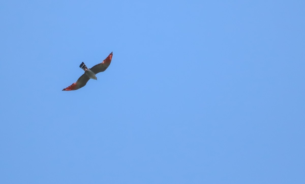 Plumbeous Kite - ML646710039