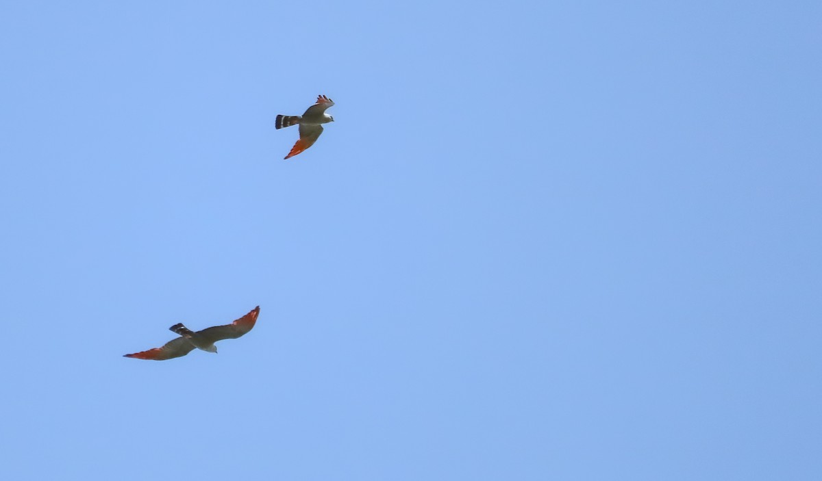 Plumbeous Kite - ML646710040