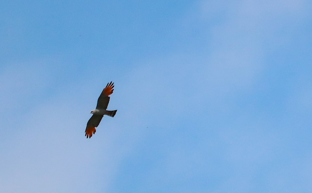 Plumbeous Kite - ML646710042