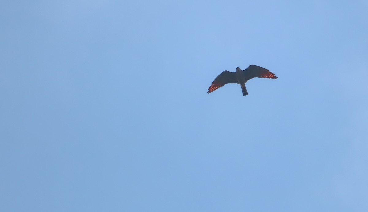 Plumbeous Kite - ML646710043