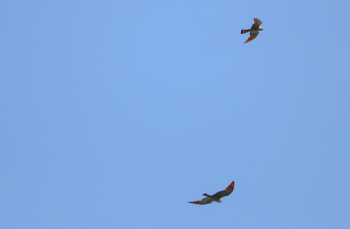 Plumbeous Kite - ML646710044