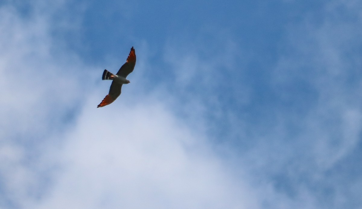 Plumbeous Kite - ML646710045