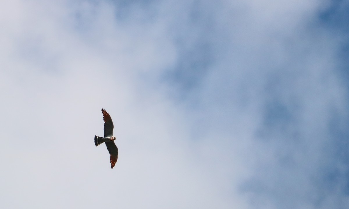 Plumbeous Kite - ML646710046