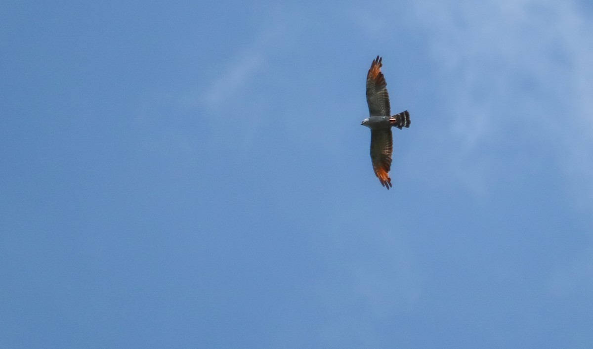 Plumbeous Kite - ML646710047