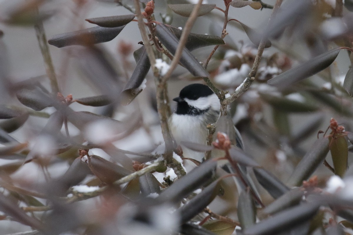 Black-capped Chickadee - ML646710048