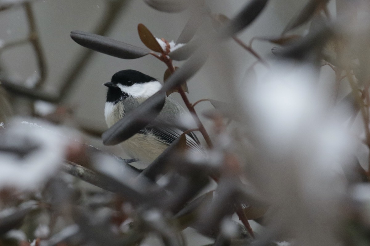 Black-capped Chickadee - ML646710049