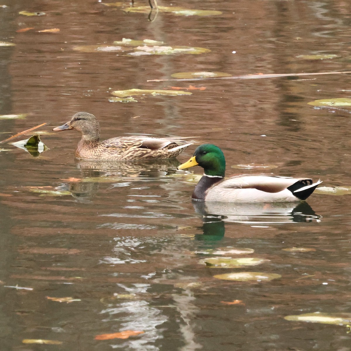 Mallard - ML646710050