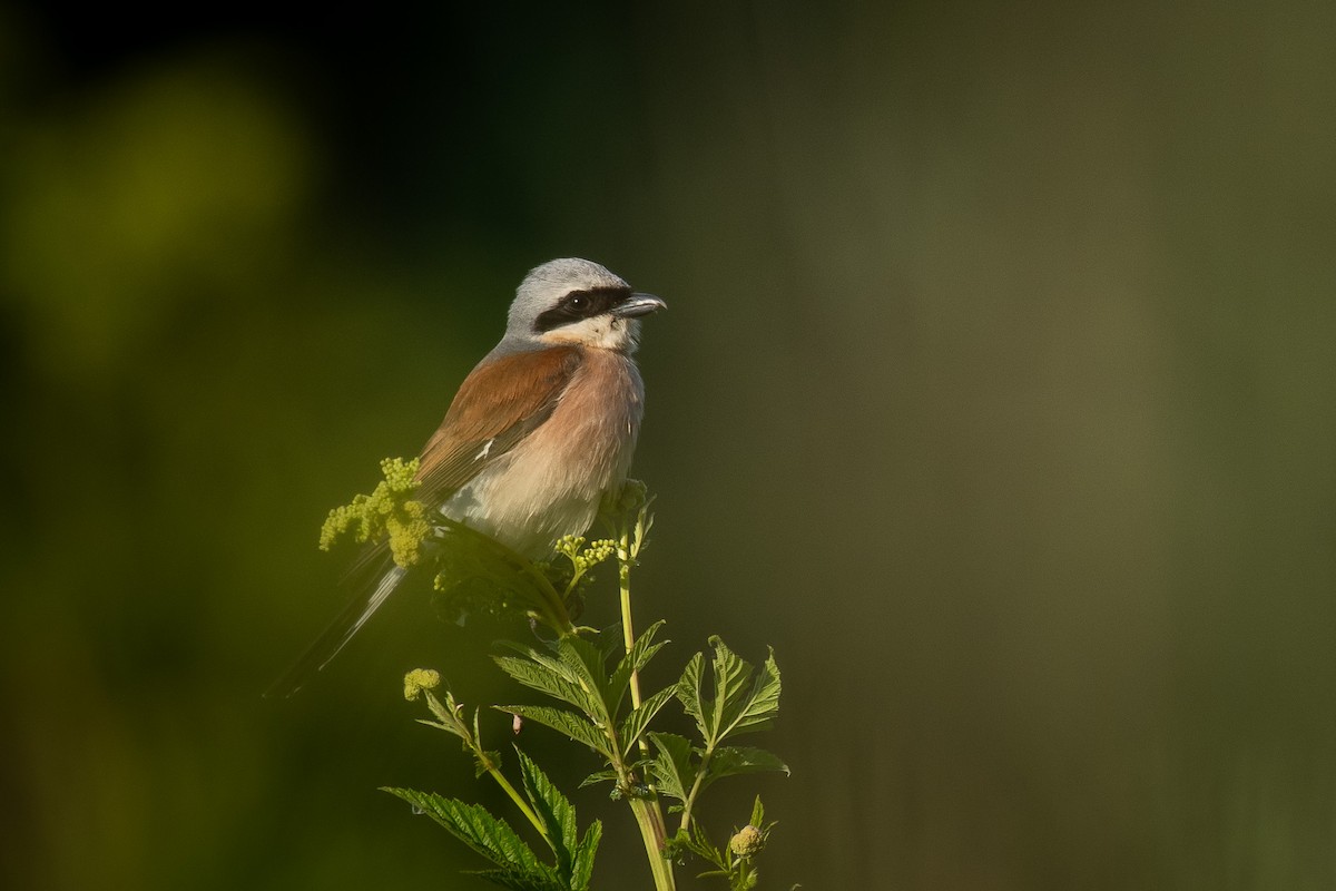 Улбар нуруут дунхай - ML646710059