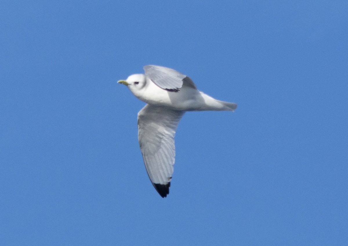 Black-legged Kittiwake - ML646710060