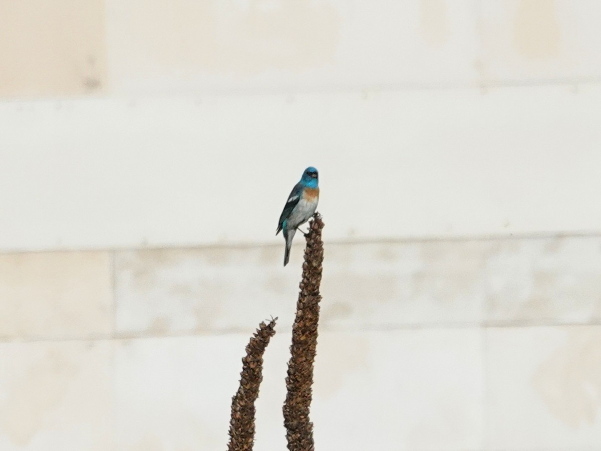 Lazuli Bunting - ML646710061