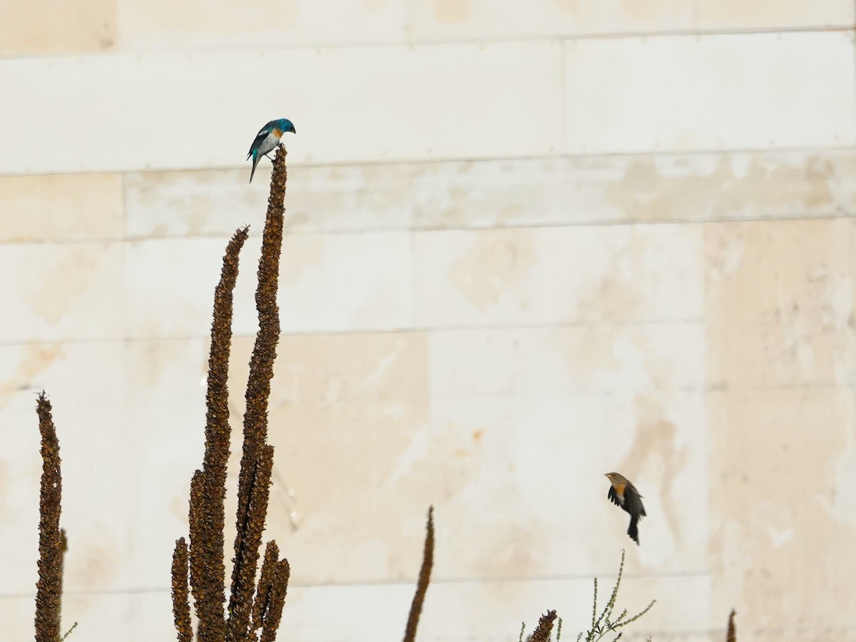 Lazuli Bunting - ML646710062