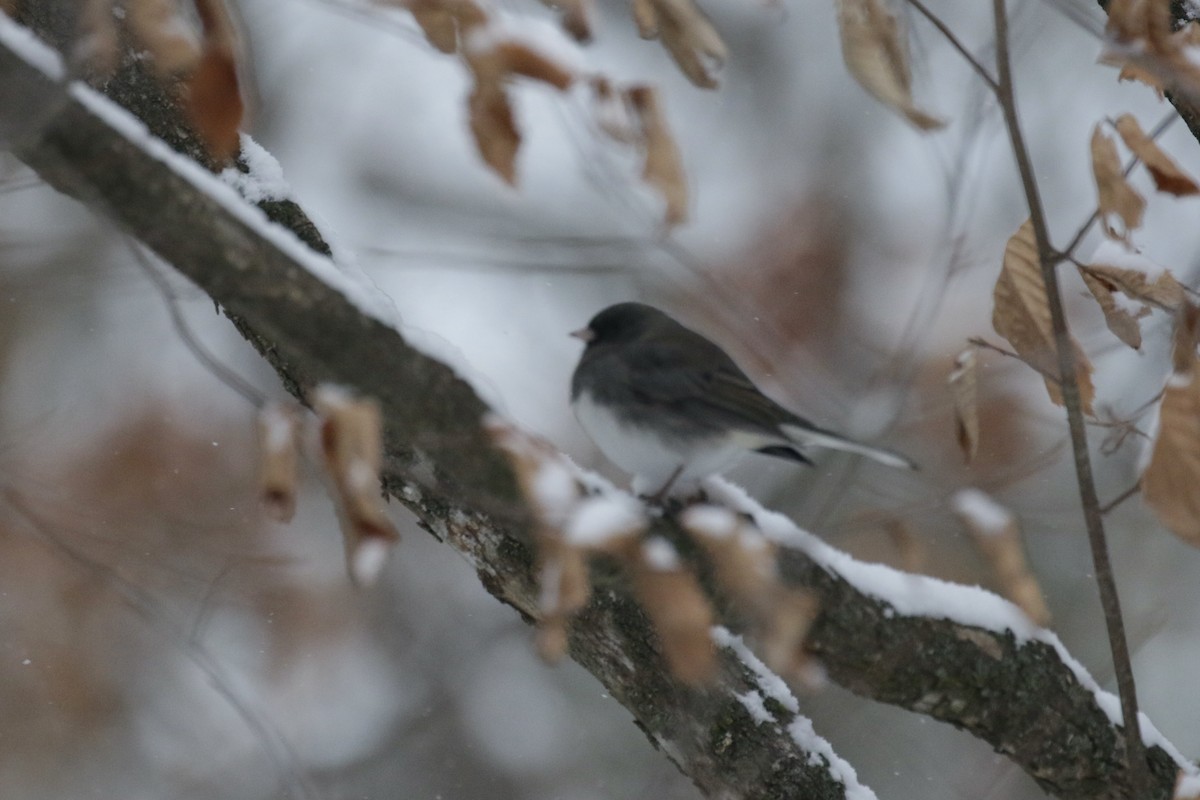 Dark-eyed Junco - ML646710064