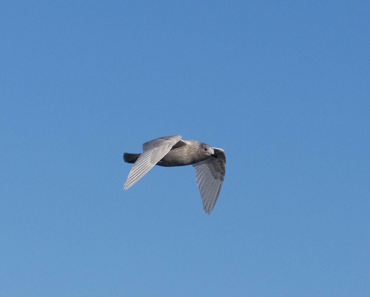 Iceland Gull - ML646710066