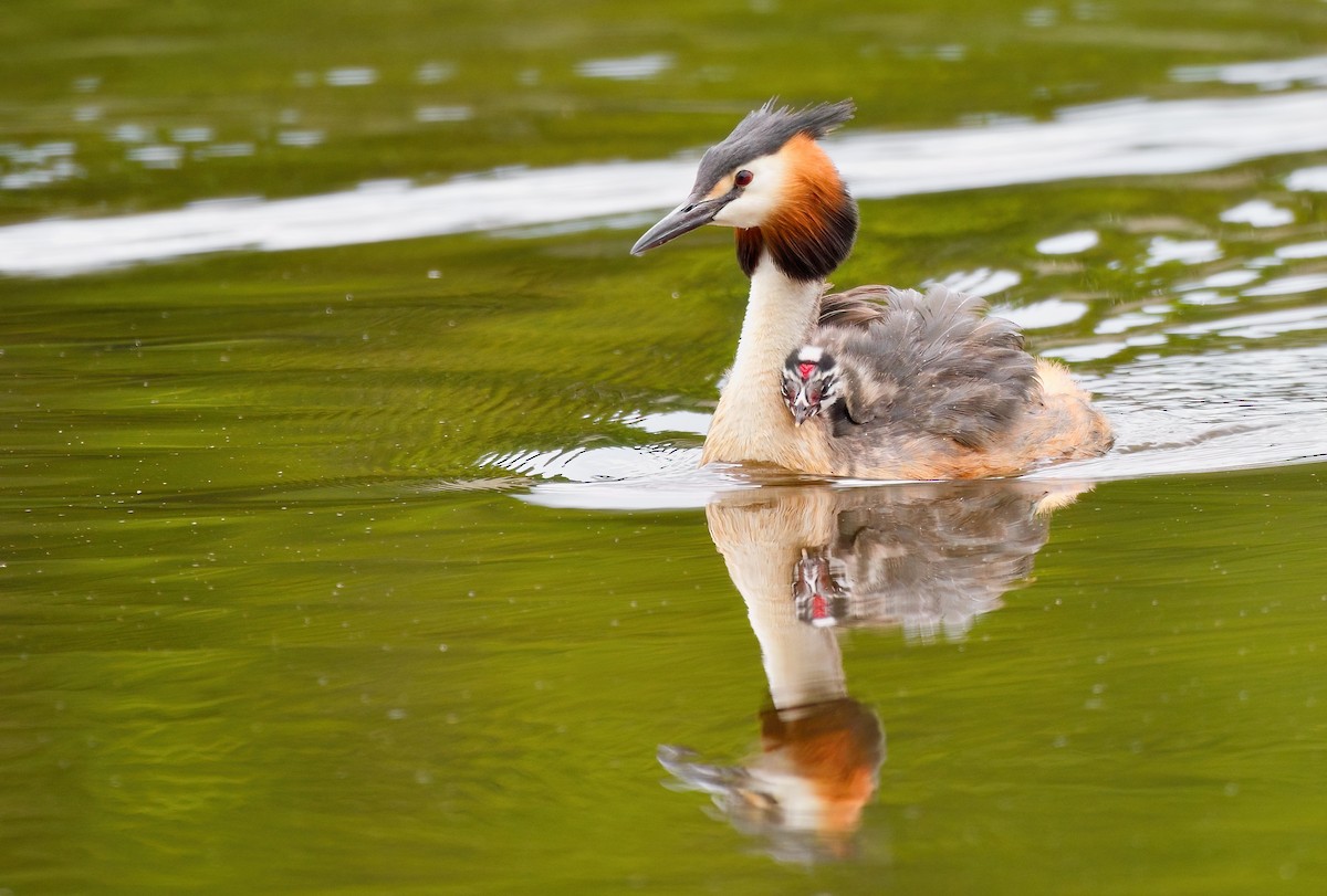 Great Crested Grebe - ML646710067