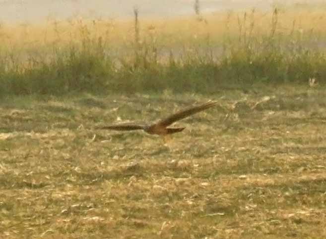 ヒメハイイロチュウヒ - ML646710068