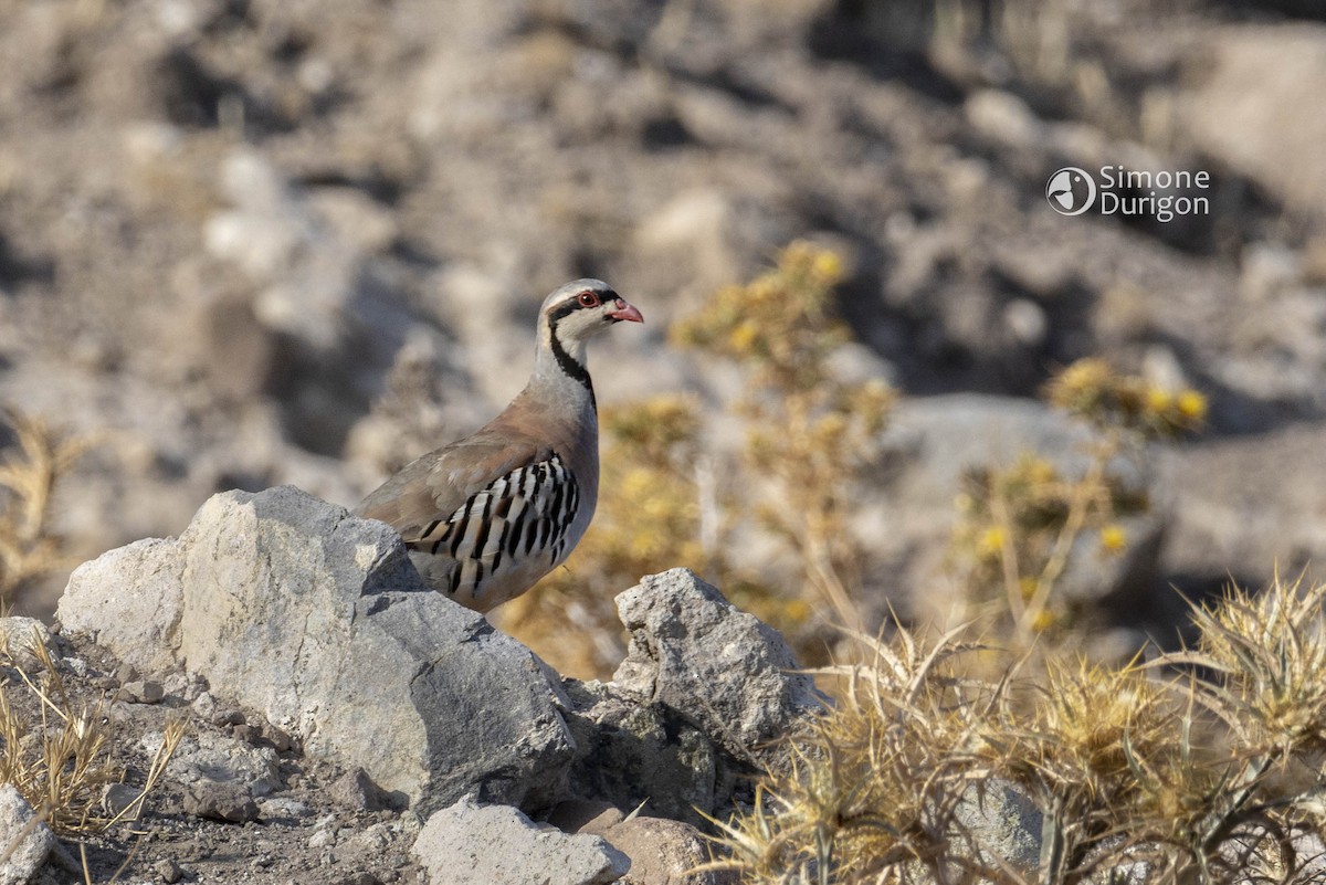 Chukar - ML646710070