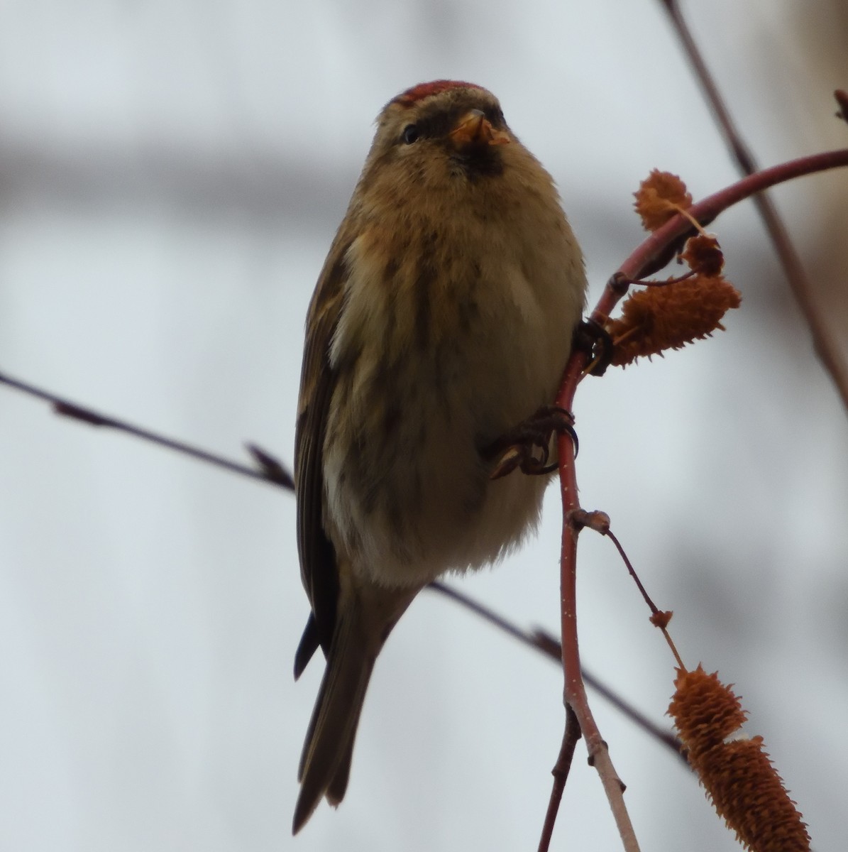 Redpoll - ML646710072