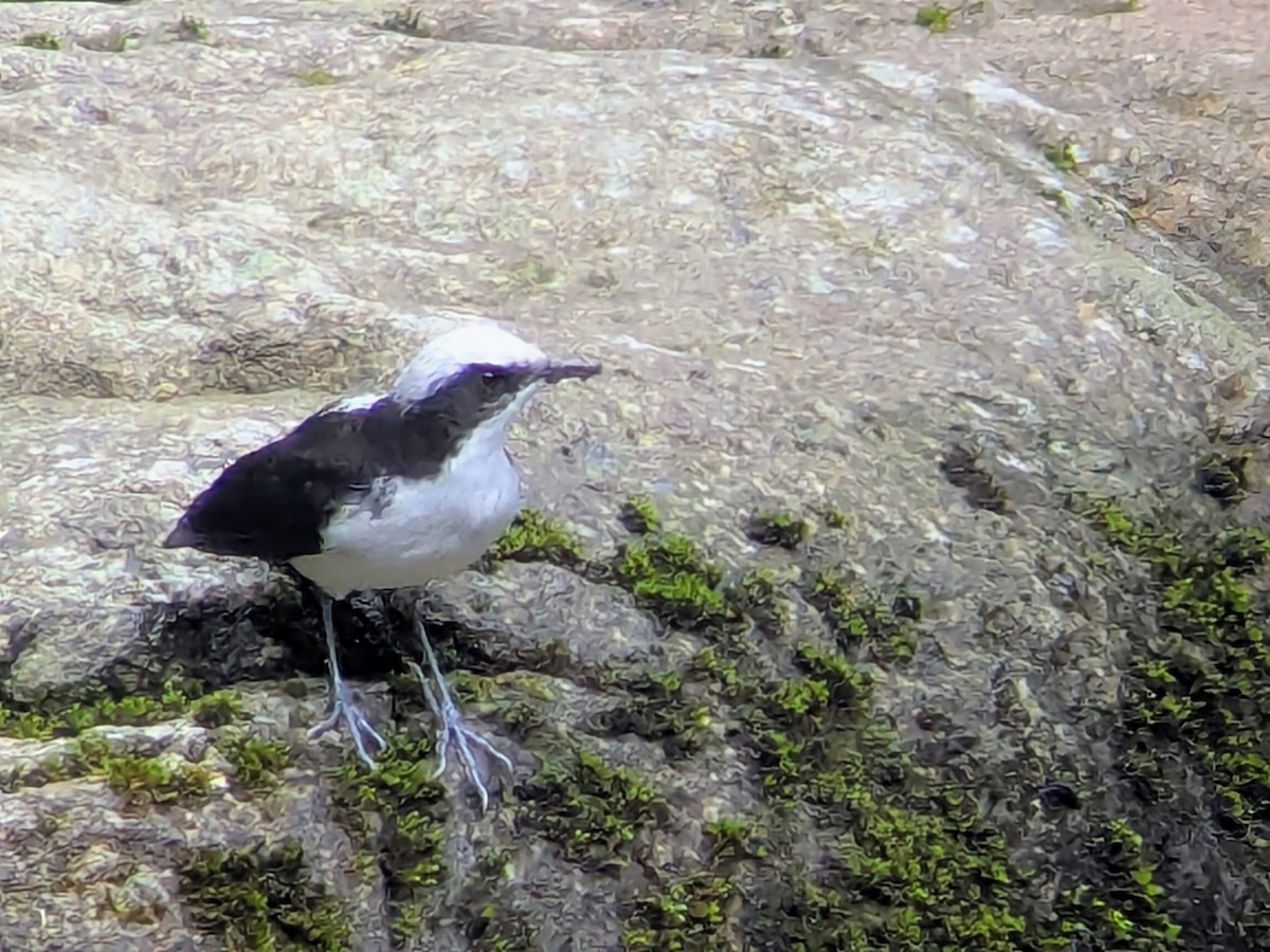 シロガシラカワガラス - ML646710073