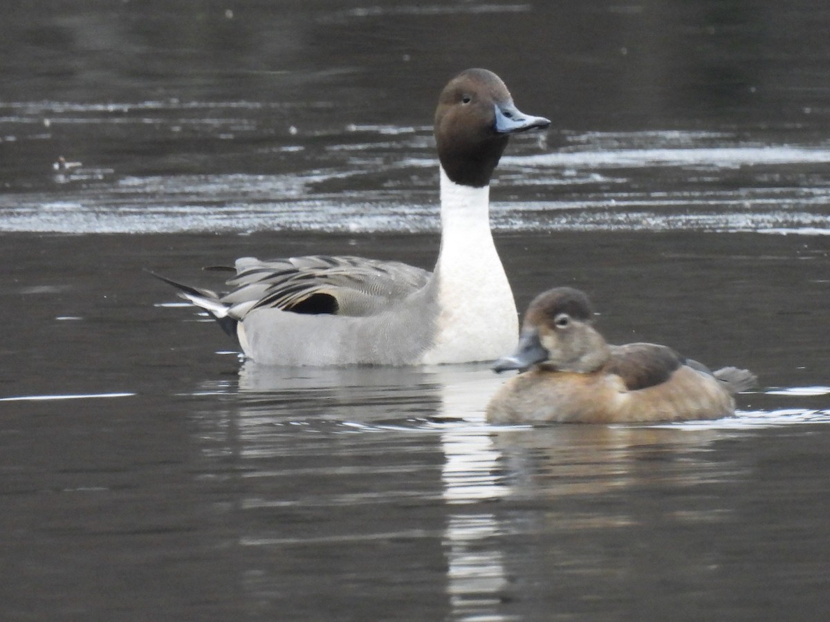 stjertand - ML646710078