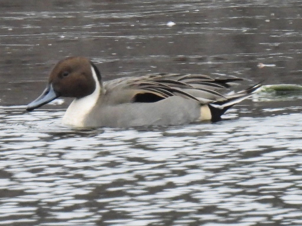 stjertand - ML646710079