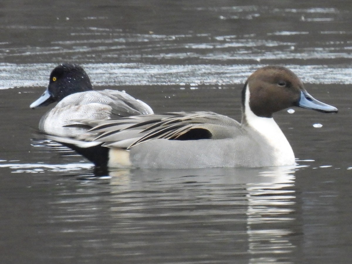 stjertand - ML646710080