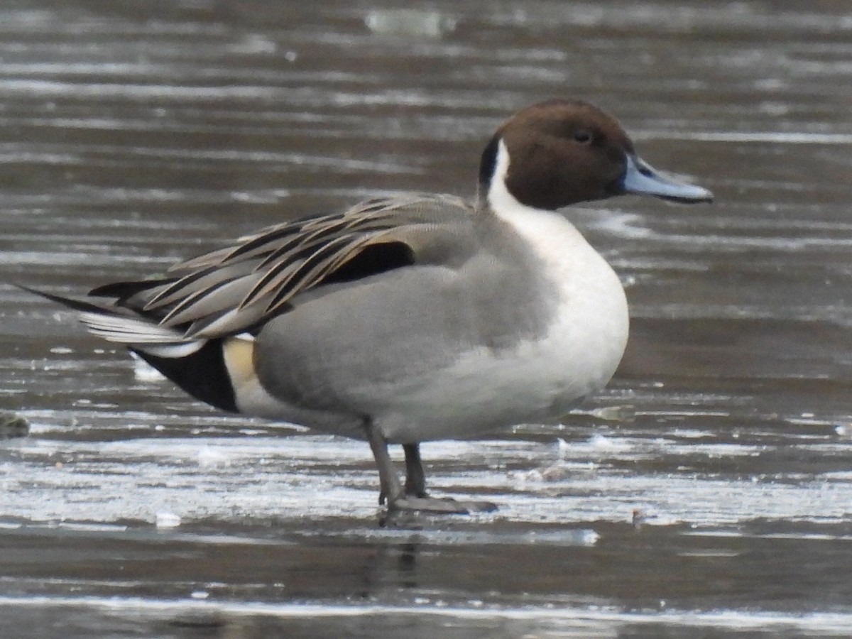 stjertand - ML646710081