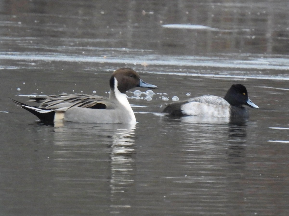 stjertand - ML646710082