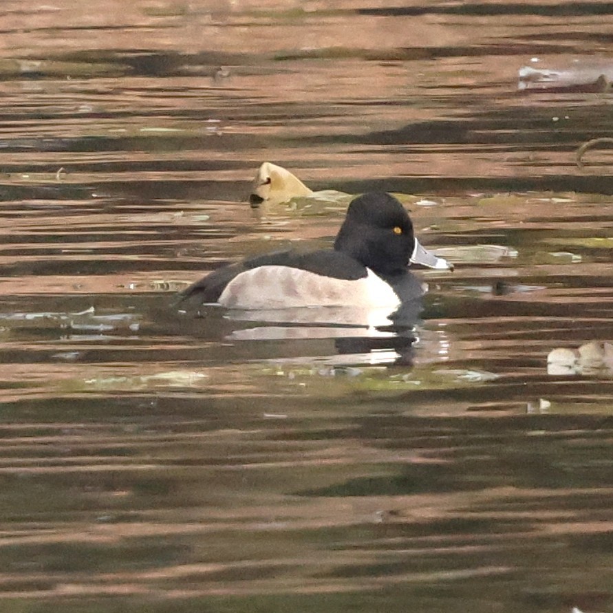 Ring-necked Duck - ML646710083