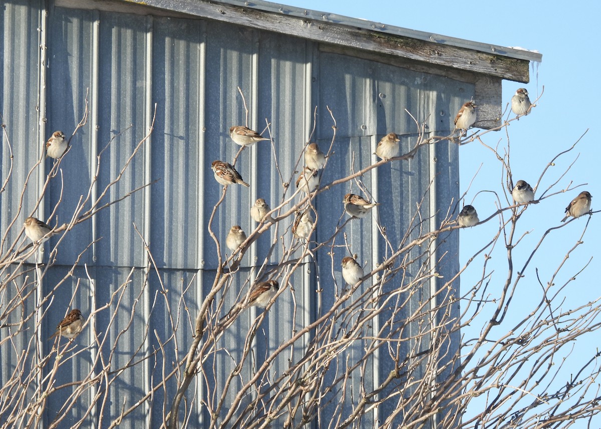 House Sparrow - ML646710084