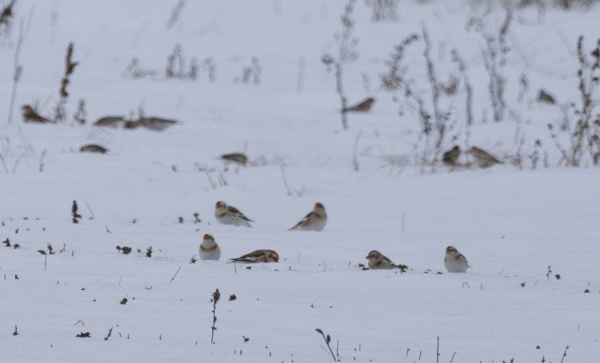 Snow Bunting - ML646710086