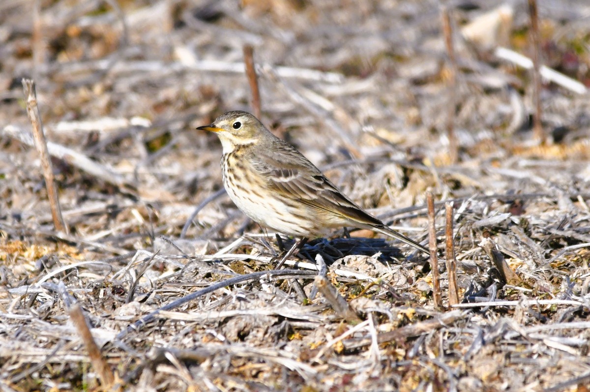 Amerika İncirkuşu - ML646710088