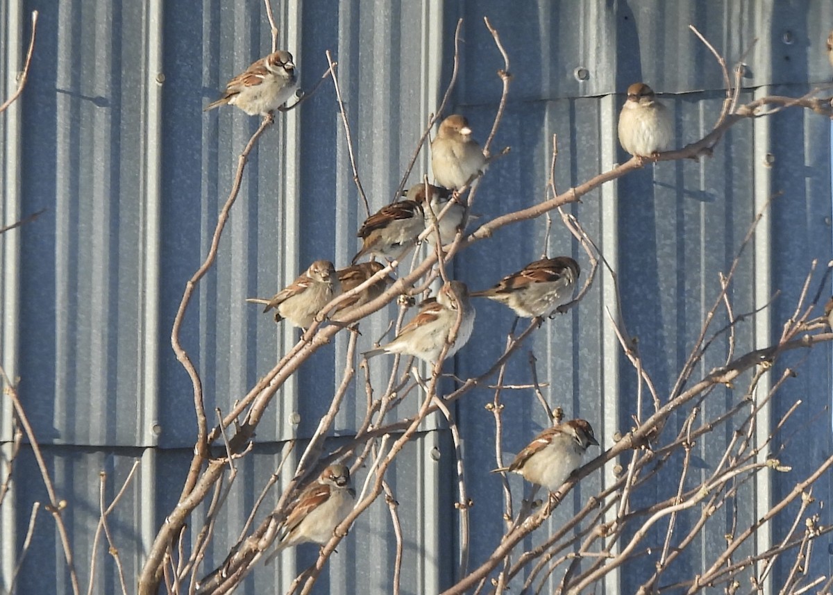 House Sparrow - ML646710092