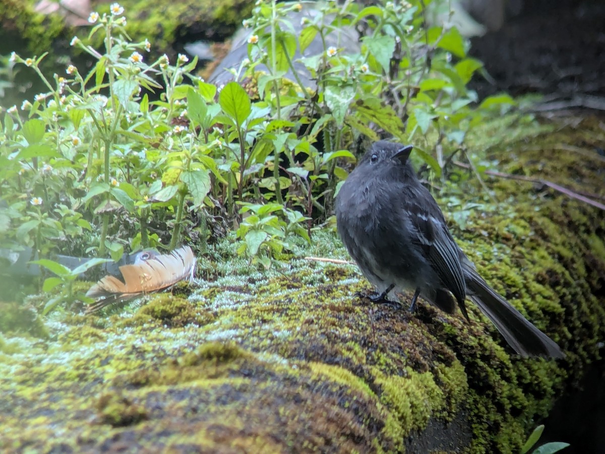 クロツキヒメハエトリ - ML646710093