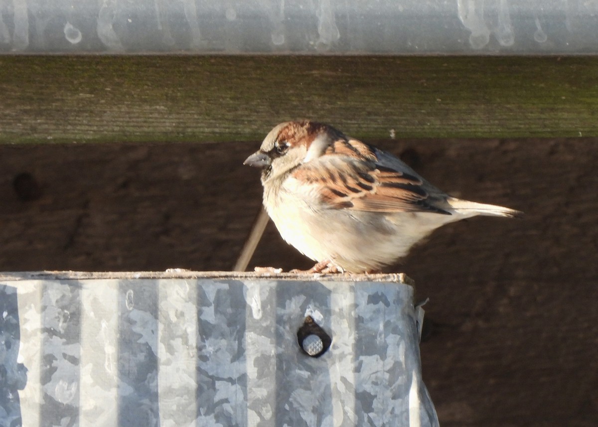 House Sparrow - ML646710098