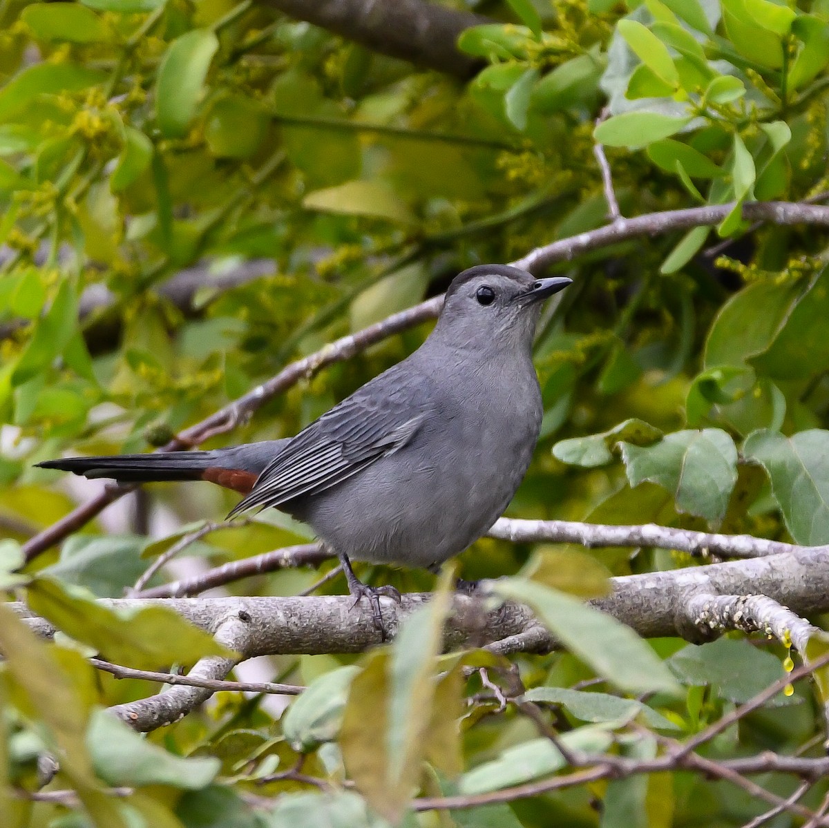 Gray Catbird - ML646710099