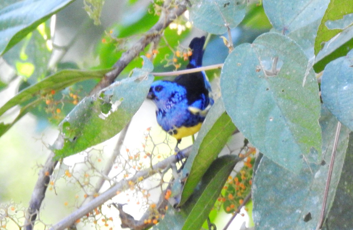 Calliste diable-enrhumé - ML646710101