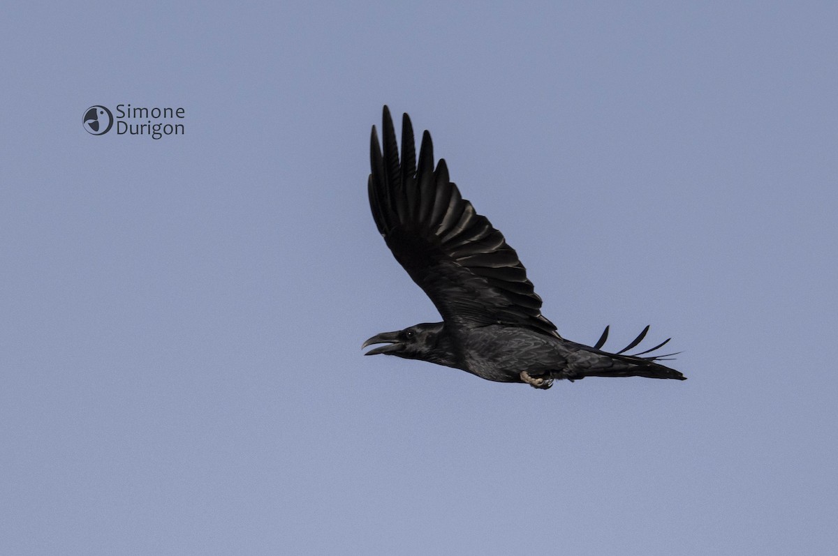 krkavec velký - ML646710102