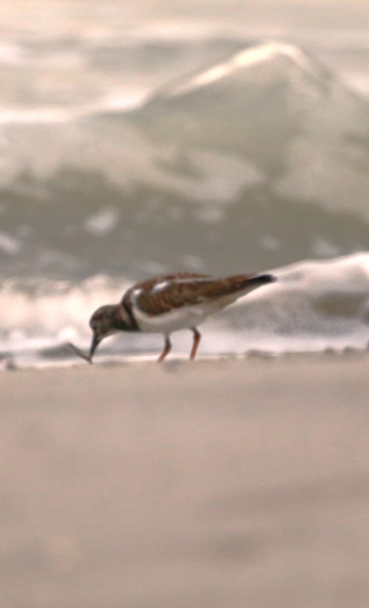 Ruddy Turnstone - ML646710103
