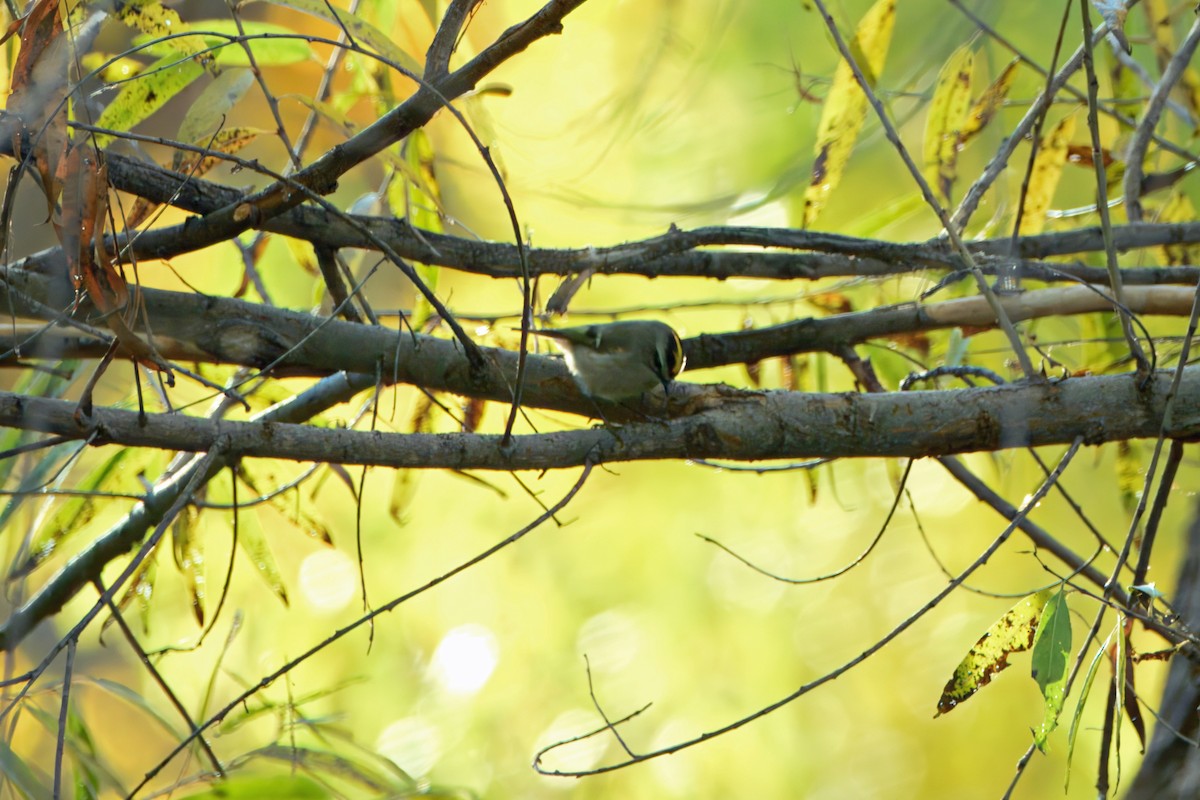 Golden-crowned Kinglet - ML646710104