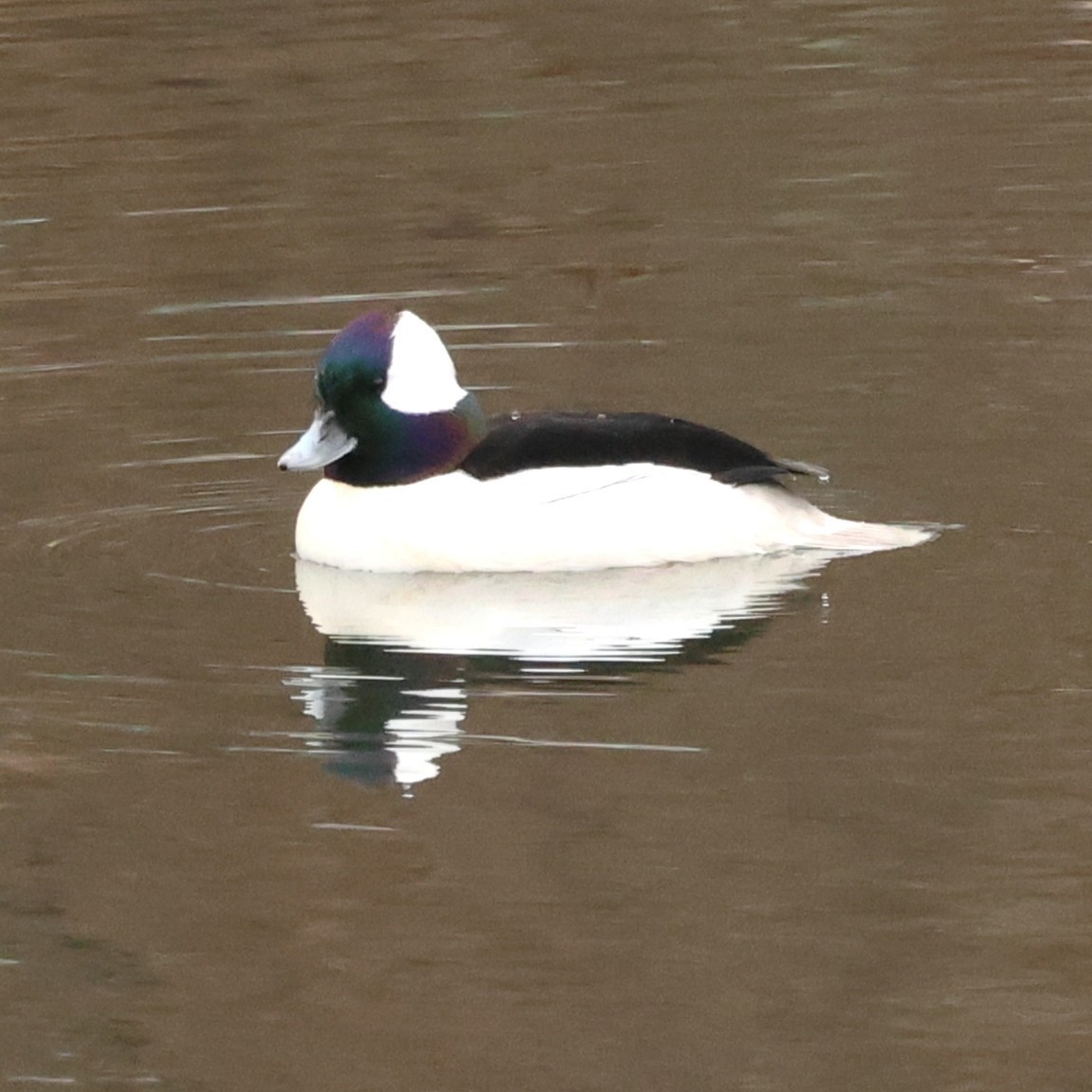 Bufflehead - ML646710105