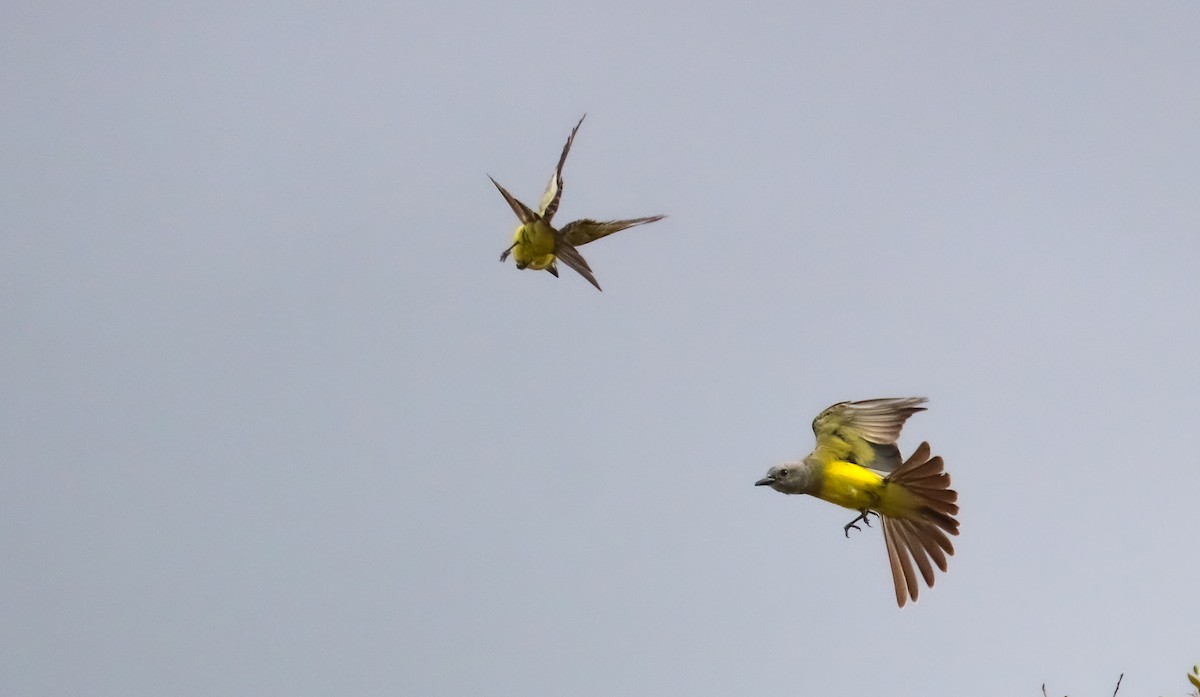 Tropical Kingbird - ML646710107