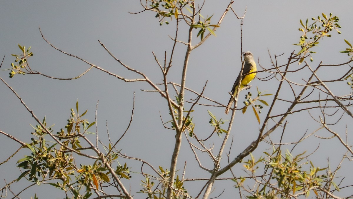 Tropical Kingbird - ML646710108