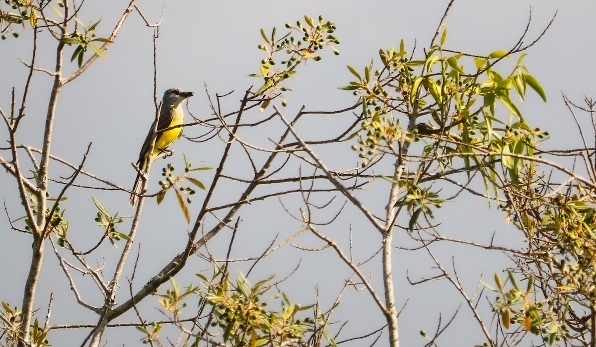 Tropical Kingbird - ML646710109