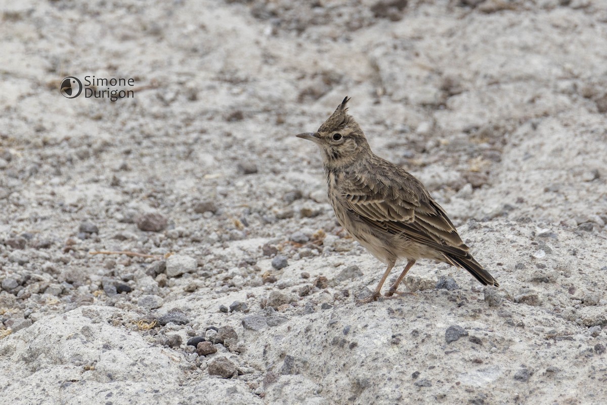 Crested Lark - ML646710114